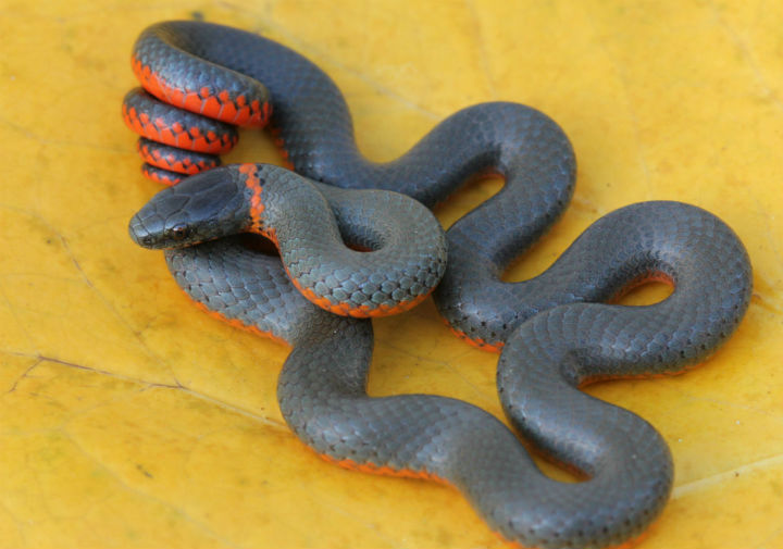 Pacific Ringneck Snake